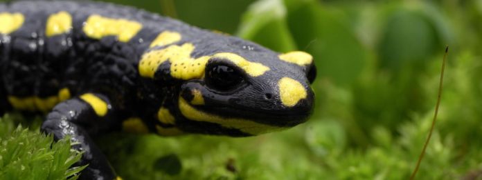 État des lieux de la biodiversité en France : les citoyens appelés à contribuer !