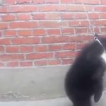 Capture-d’écran-(11)