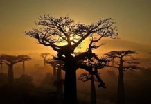 Madagascar : une beauté unique menacée par la déforestation (Film)