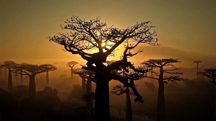 Madagascar : une beauté unique menacée par la déforestation (Film)