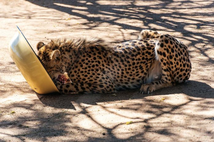 Namibie : course contre la montre pour sauver les guépards de l’extinction