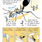 Fourmi-de-feu-planche