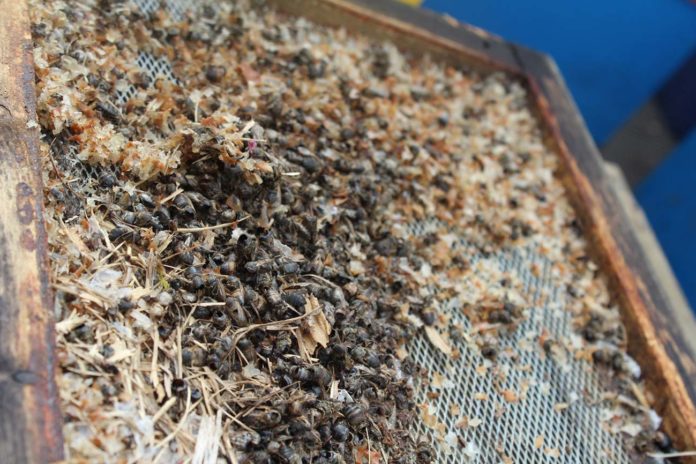 80% de ruches mortes : un apiculteur français témoigne du drame à cœur ouvert