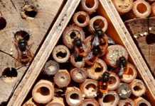 Comment construire un « hôtel à abeilles » pour la sauvegarde des butineuses sauvages