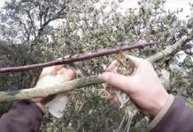 Des pièges « cruels » à oiseaux bientôt légalisés avec l’aval de Nicolas Hulot