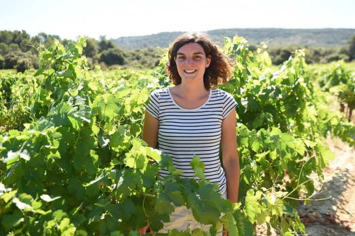 Hérault : les « Vignes de Cocagne » comme tremplin vers l’emploi