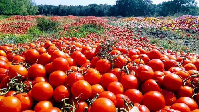 Des tonnes de légumes jetées dans la nature au nom de l’économie