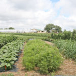 Crédit image : UGA CAES/Extension / Flickr