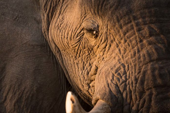 Photographies des espèces menacées d’Afrique par un jeune Français