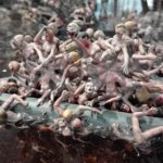 CHAPMAN-Jake-&-Dino—Fucking-Hell-16