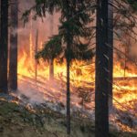 forest-fire-2268725_1280