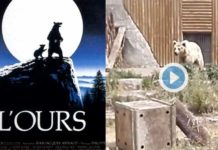 Rémi Gaillard filme le calvaire de Kiwi, l’ours star du film de notre enfance