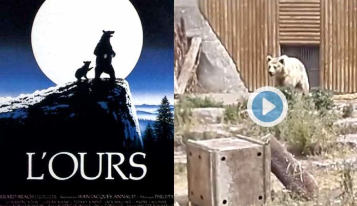 Rémi Gaillard filme le calvaire de Kiwi, l’ours star du film de notre enfance