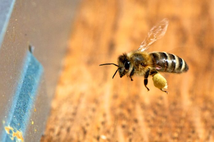 Découverte d’un lien entre Glyphosate et mortalité des Abeilles