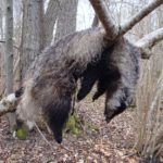 blaireau-pendu-MELES