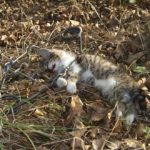 chaton-piege-x-ASPAS