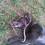 chien-piégé-A.Potier