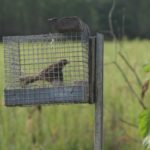 photo-26-Appelant-ortolan