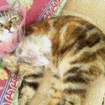 piège-à-mâchoire-amputation-ASPAS