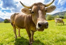 Référendum : la Suisse à deux doigts de révolutionner son agriculture