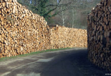 Des forêts sans oiseaux : quand l’agriculture intensive s’invite dans les bois (Reportage)