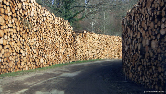 Des forêts sans oiseaux : quand l’agriculture intensive s’invite dans les bois (Reportage)