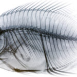 2881309771_5d5993c89c_o