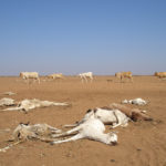 Animals suffer the full force of the current drought in northen