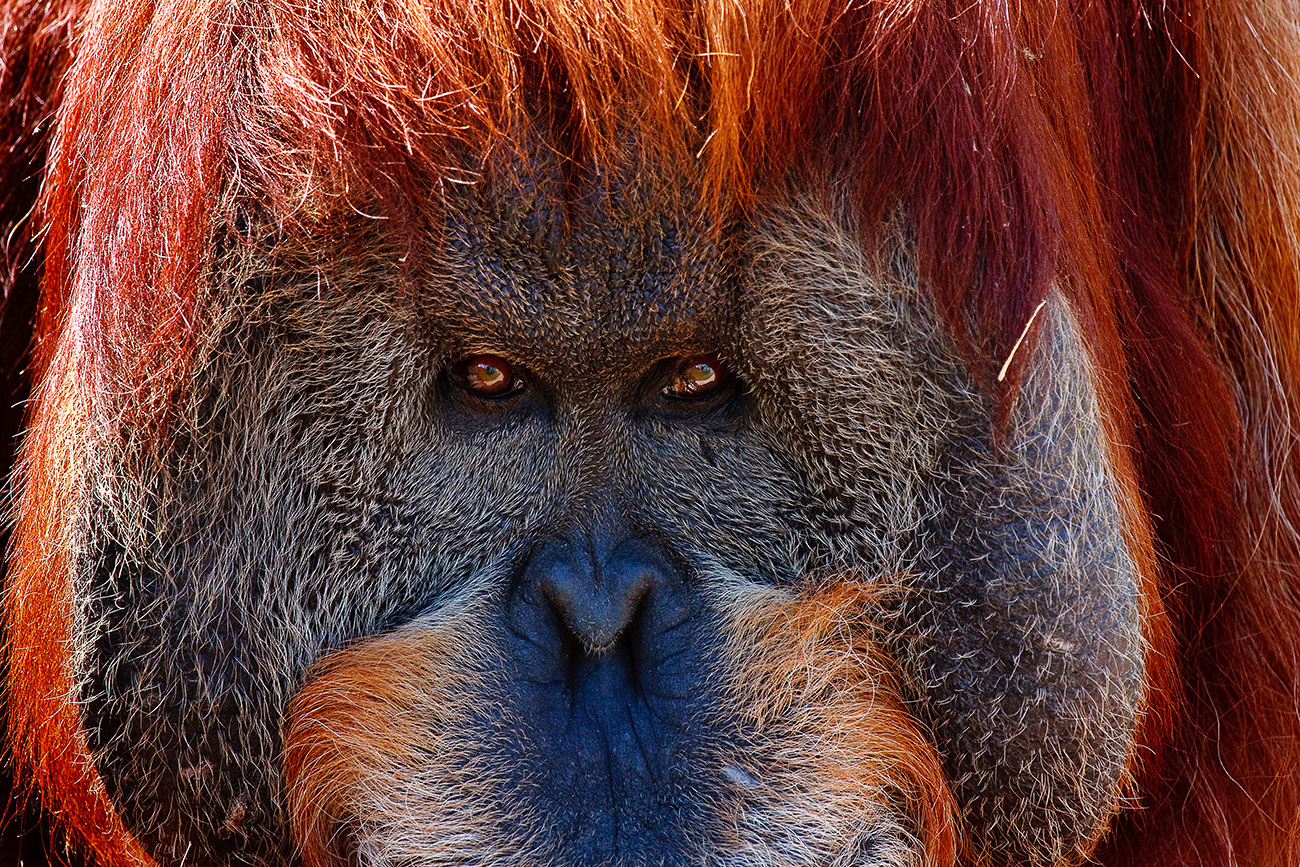 Découverte : les orangs-outans peuvent évoquer le passé entre eux !