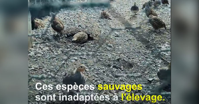 Enquête : des millions d’animaux élevés en France pour la chasse récréative