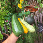 courgettes