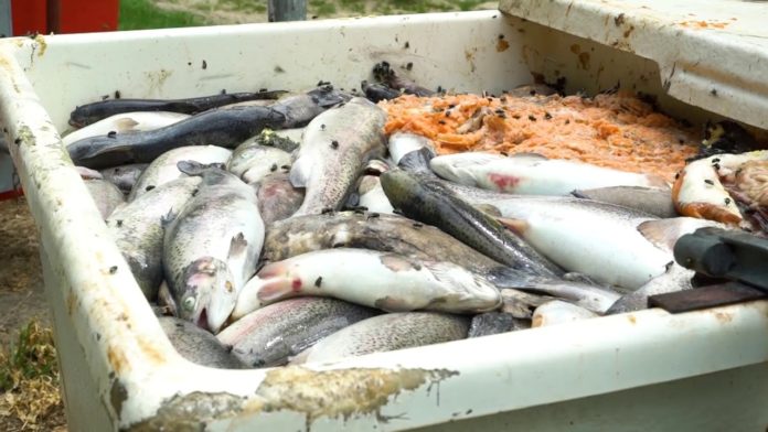 Enquête : L214 révèle le calvaire des truites dans les élevages français