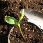 plante