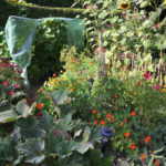 potager2