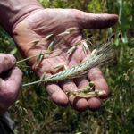 Agriculteur fier de ses céréales PA Tasiaux Boninne 06-2018 (2)