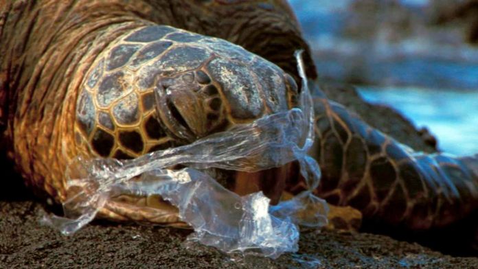 Étude : 100% des tortues examinées contaminées aux plastiques