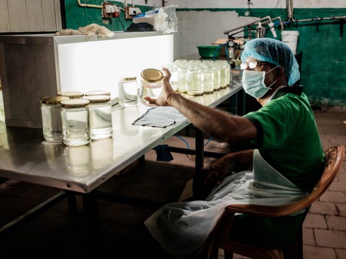 Huile de coco : fin du mythe d’un produit à la mode