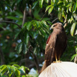 Papangue – Damien Chiron