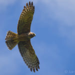 Busard_de_Maillard_Jaime Martinez