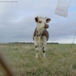 AIRBAG_VACHEcopyright copie