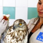 Circaete-en-soins-Eloise-Deschamps-CRSFS