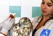 Le centre de sauvegarde de la faune sauvage PACA ferme ses portes faute de subvention