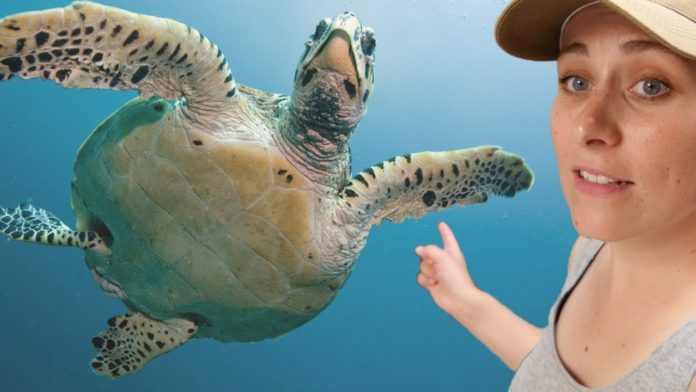 En France, ces bénévoles viennent en aide aux tortues marines (Vidéo)