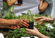 Belgique : un festival dédié aux plantes comestibles et à l’agroécologie