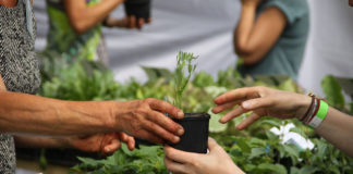 Belgique : un festival dédié aux plantes comestibles et à l’agroécologie