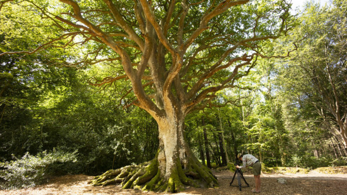 À la rencontre des arbres les plus remarquables de France