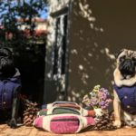 51934390_2497396713665256_897312510140421649_n