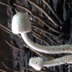 fungi_life