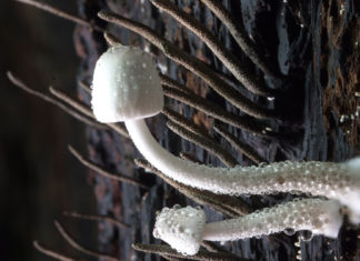 Une association française mise tout sur un champignon dévoreur de plastique (Interview)