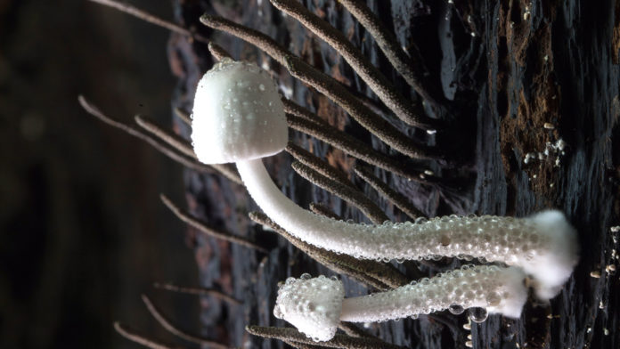 Une association française mise tout sur un champignon dévoreur de plastique (Interview)